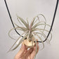 Tillandsia Mordor Fire