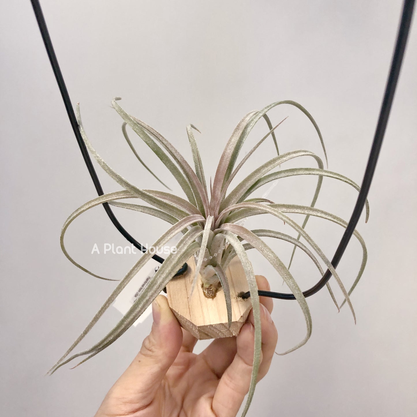 Tillandsia Mordor Fire