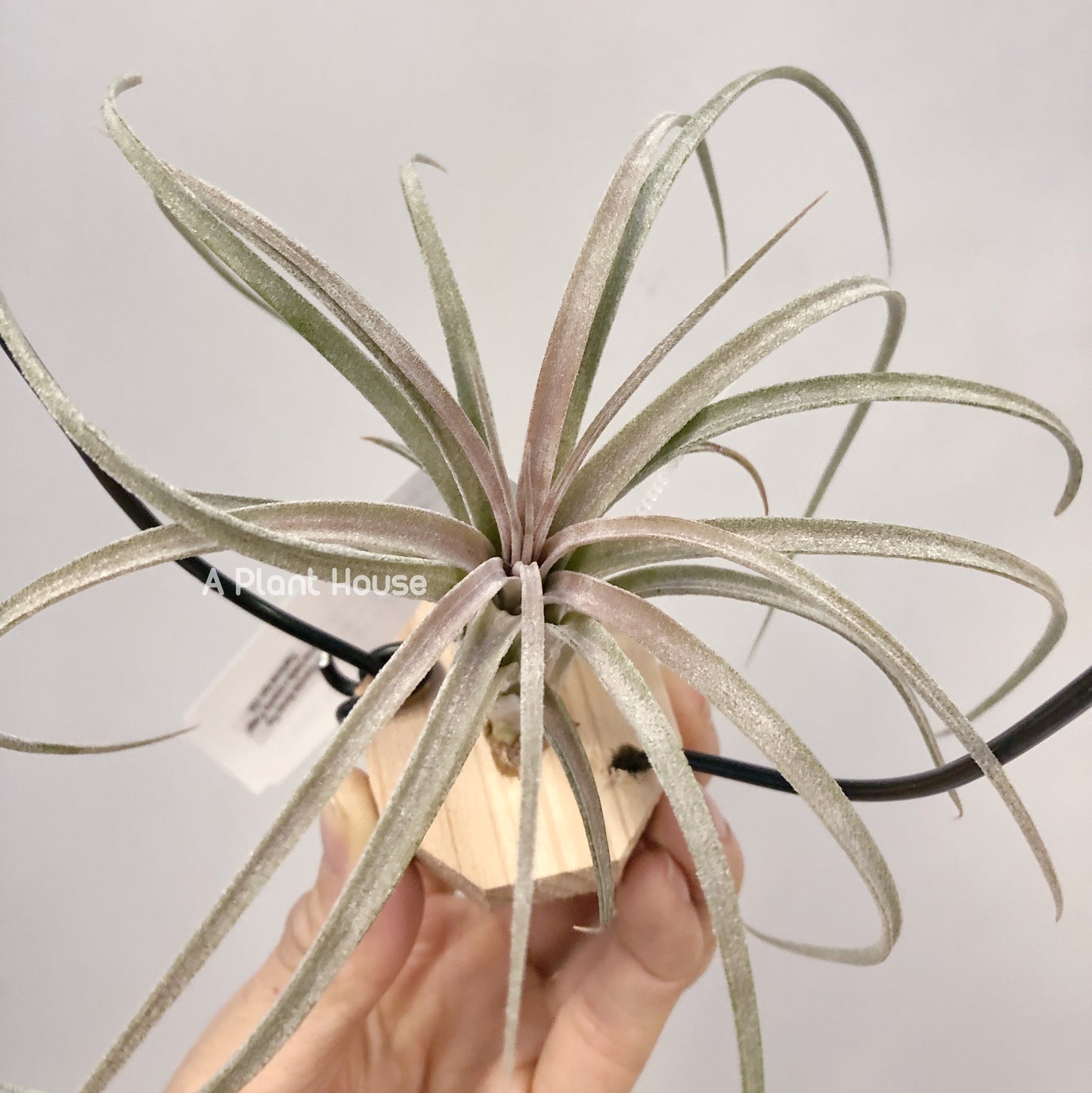 Tillandsia Mordor Fire