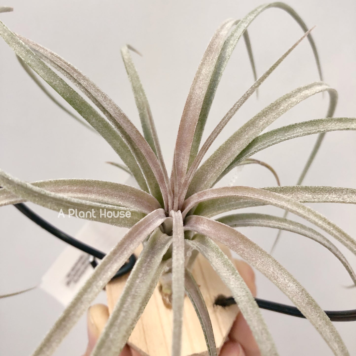 Tillandsia Mordor Fire