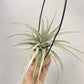 Tillandsia Elisa