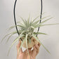 Tillandsia Elisa