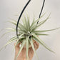Tillandsia Elisa