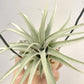 Tillandsia Elisa