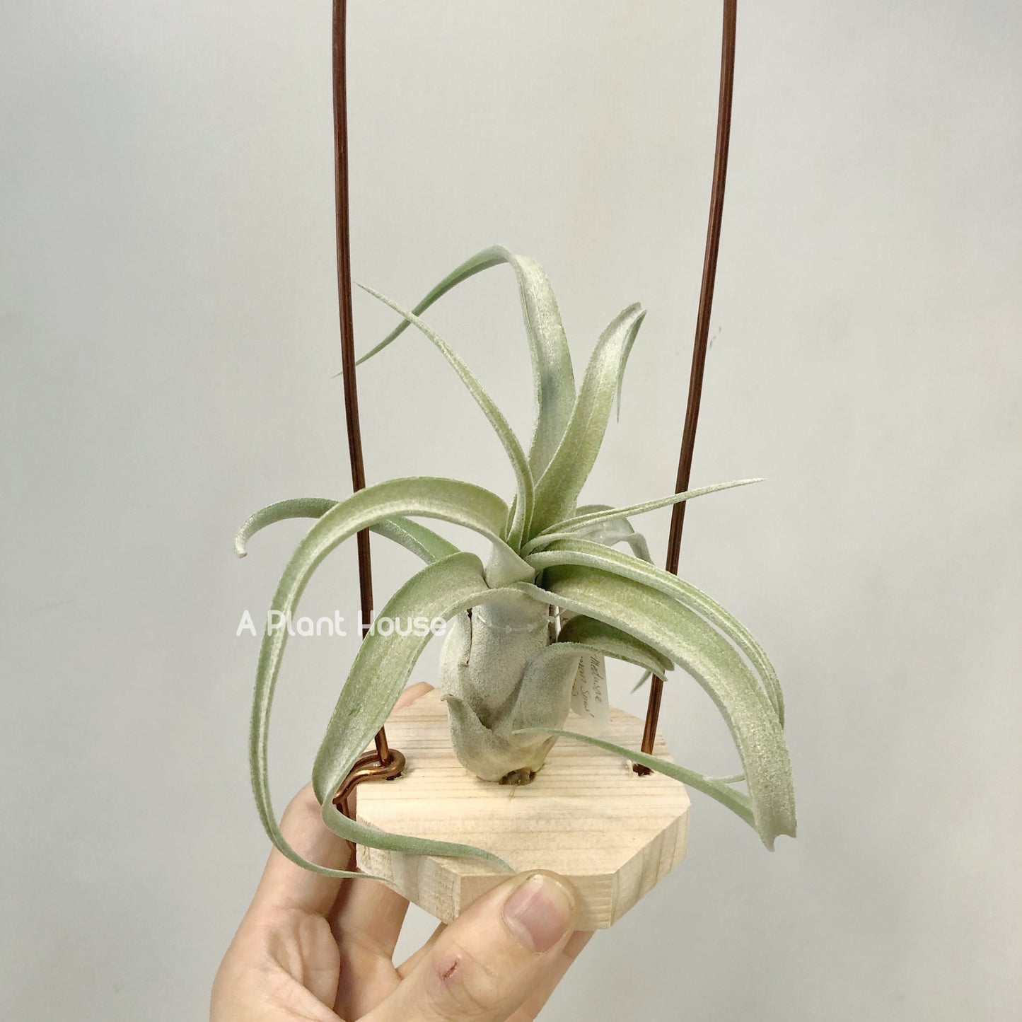 Tillandsia The Great White