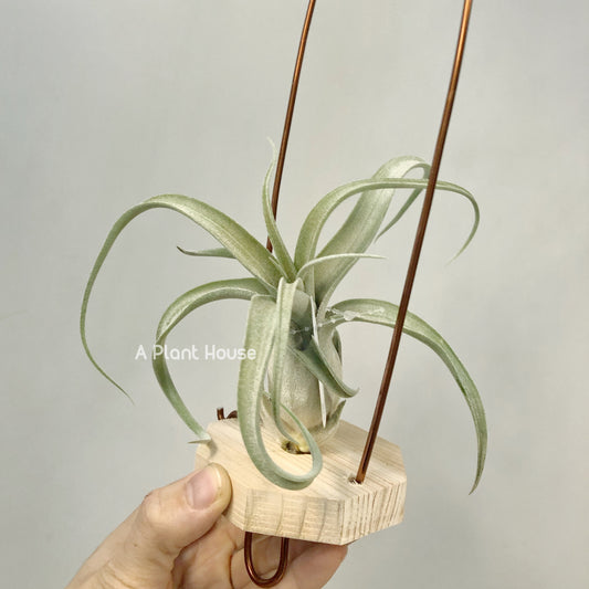 Tillandsia The Great White