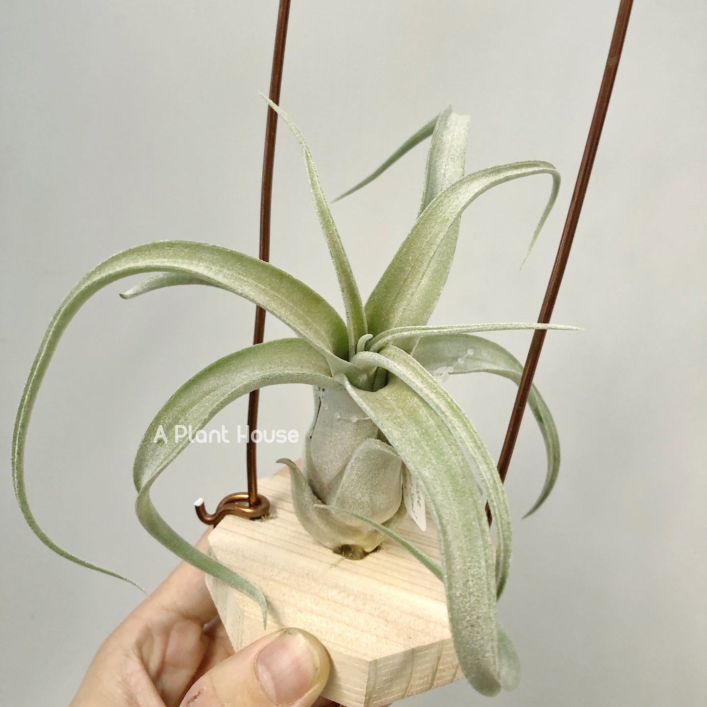 Tillandsia The Great White