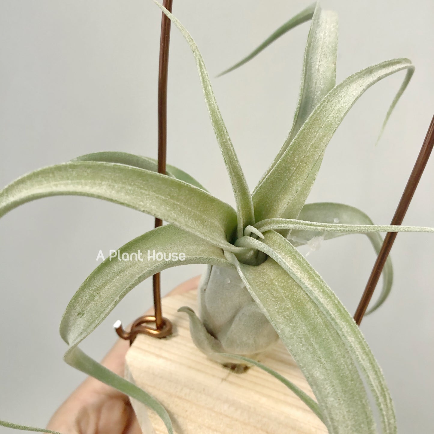 Tillandsia The Great White