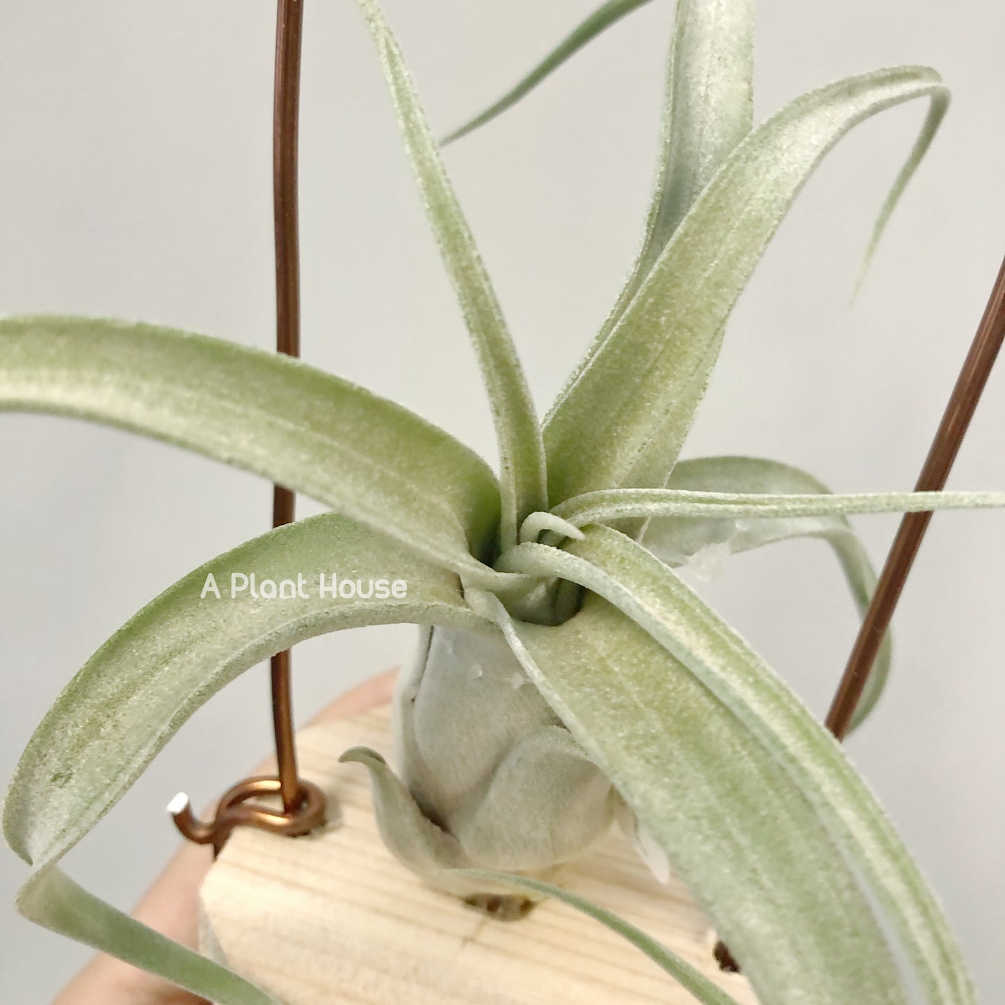 Tillandsia The Great White