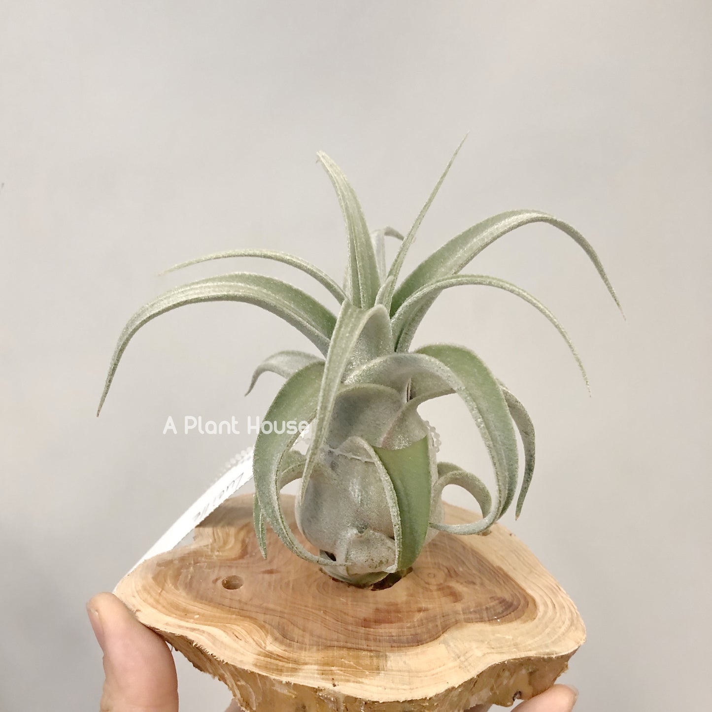 Tillandsia Lucille