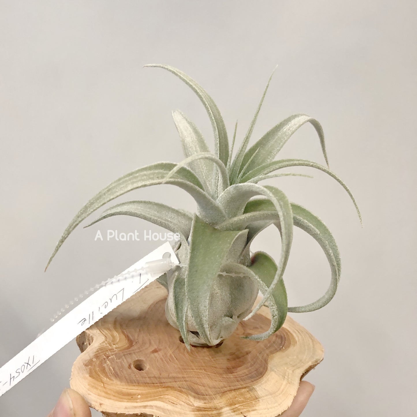 Tillandsia Lucille