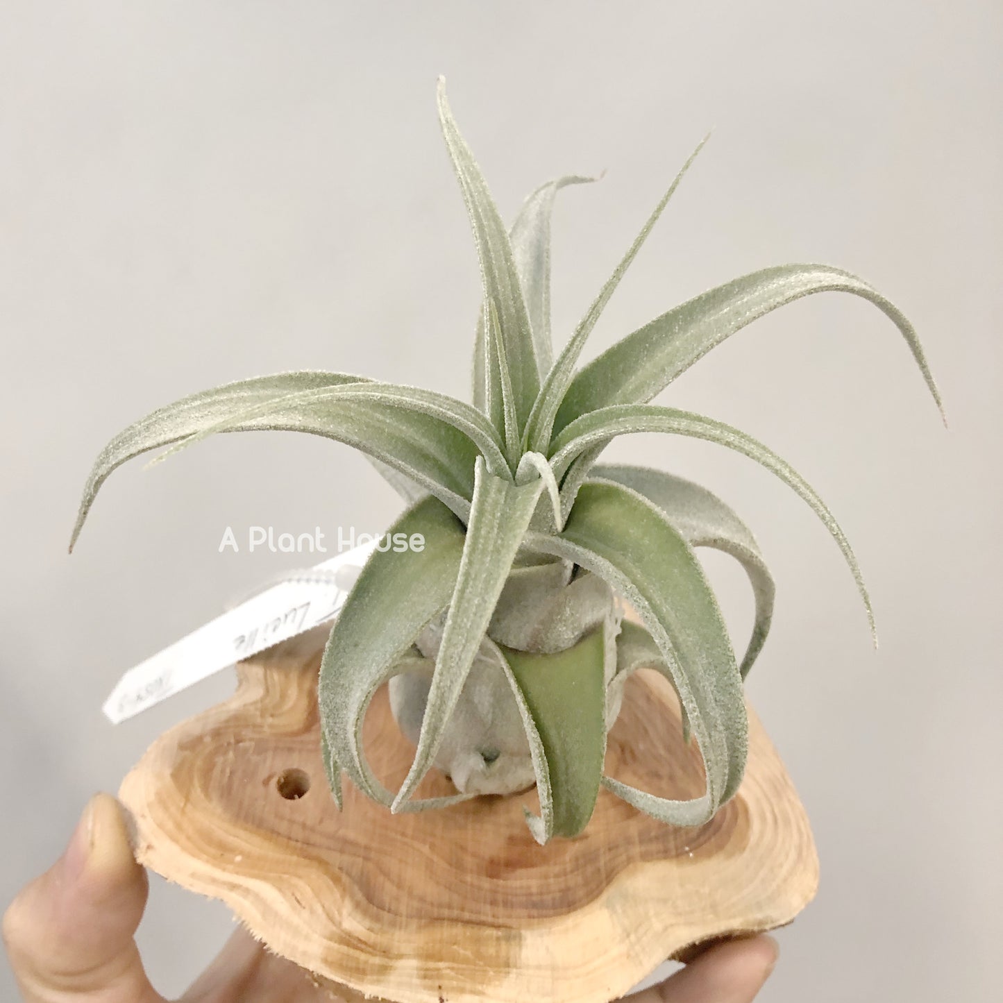 Tillandsia Lucille