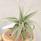 Tillandsia Lucille