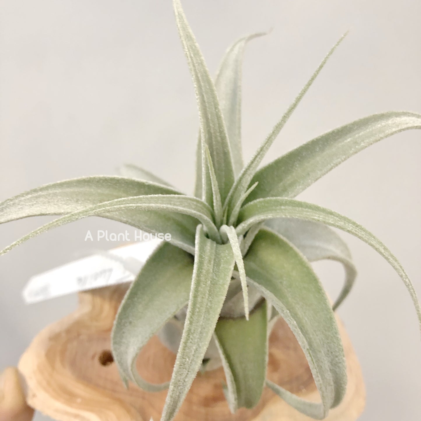 Tillandsia Lucille