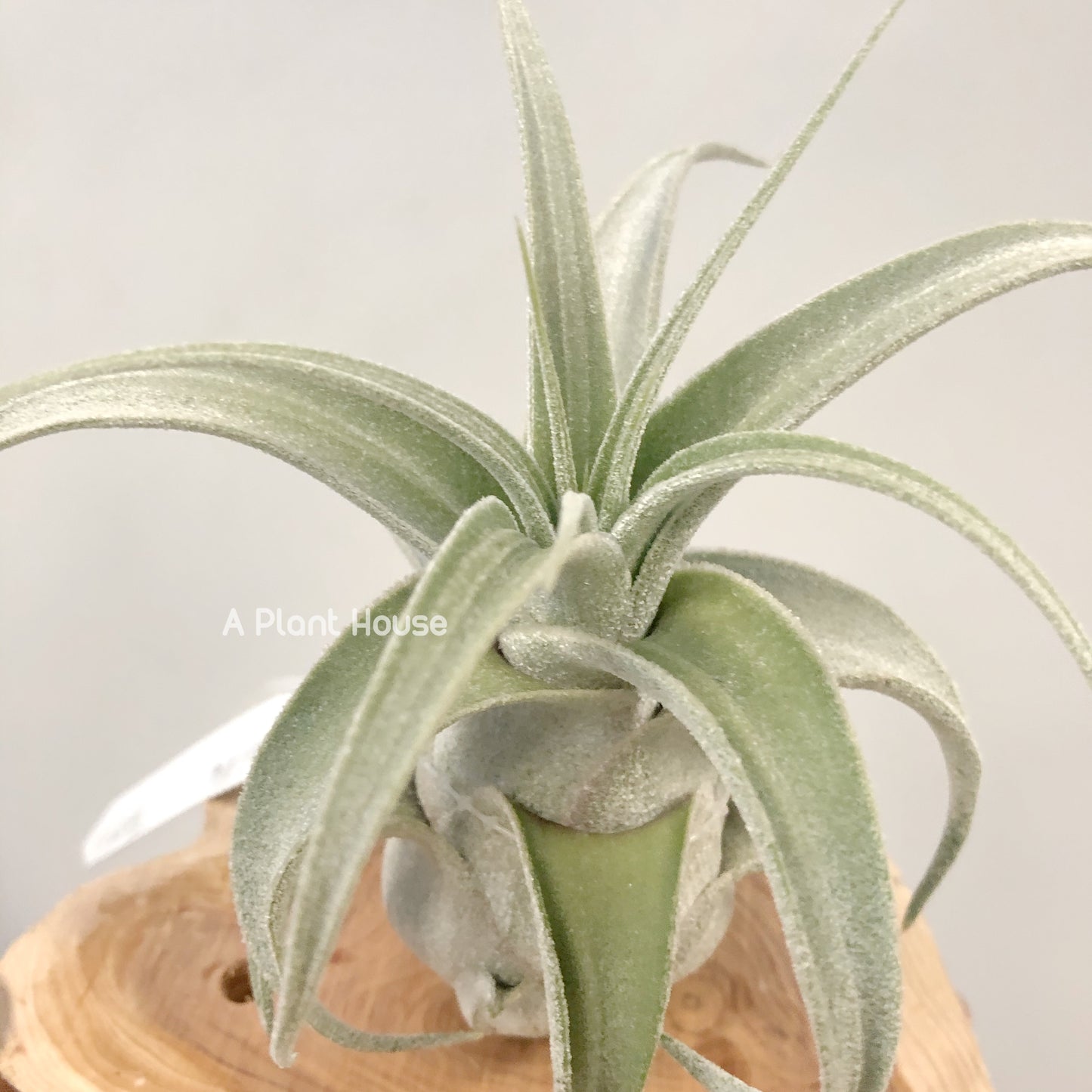 Tillandsia Lucille