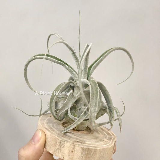 Tillandsia Joy