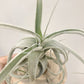 Tillandsia Joy