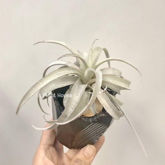 Tillandsia Mima V. Mima