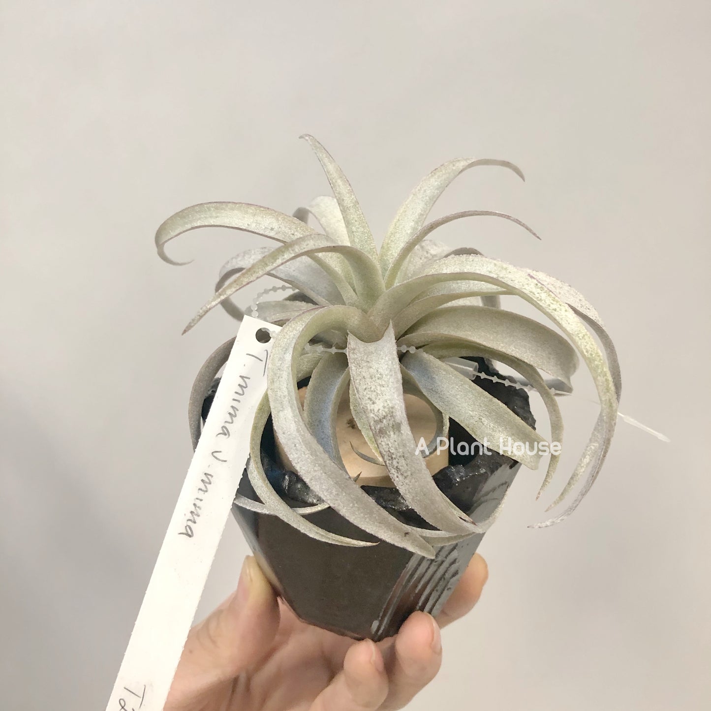 Tillandsia Mima V. Mima