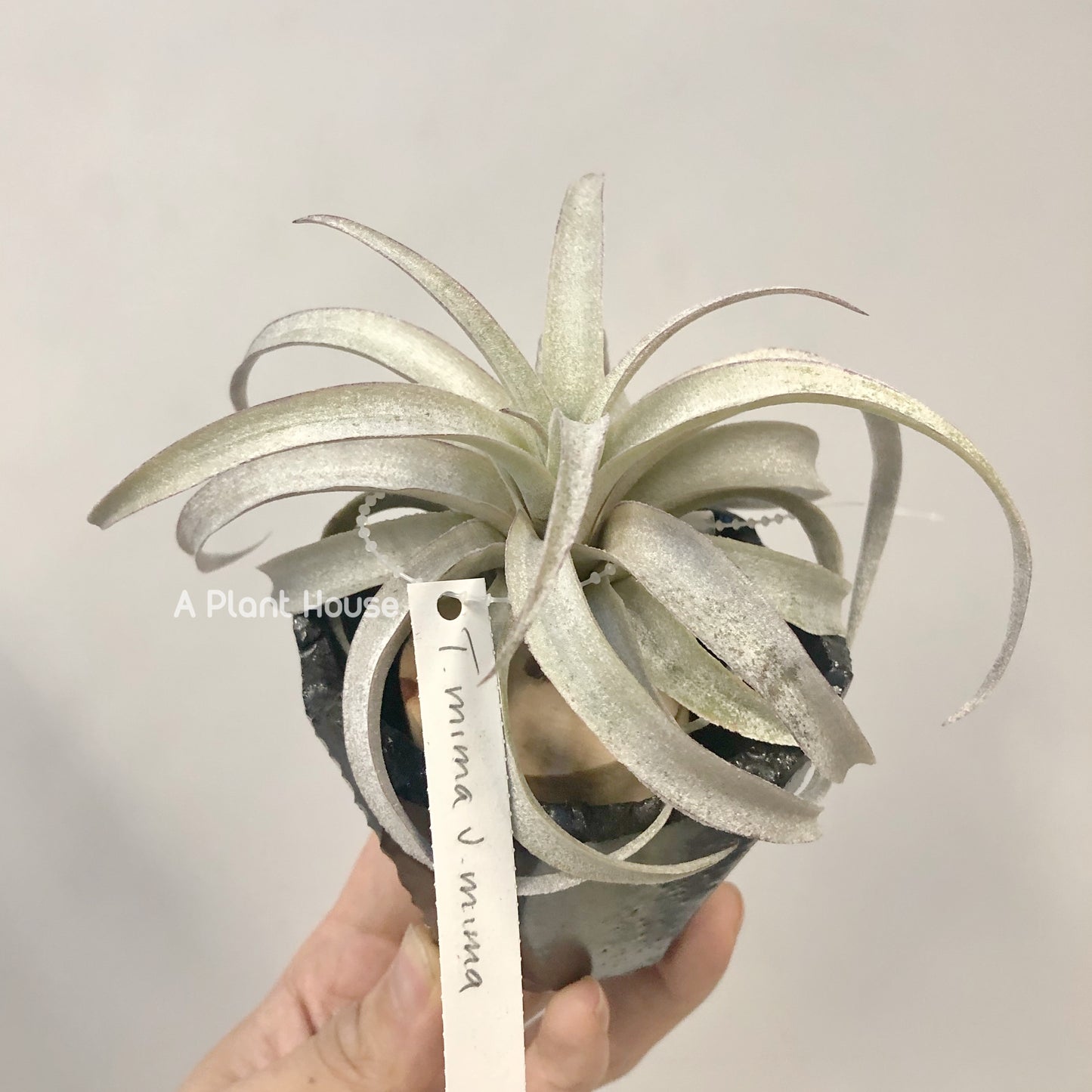 Tillandsia Mima V. Mima