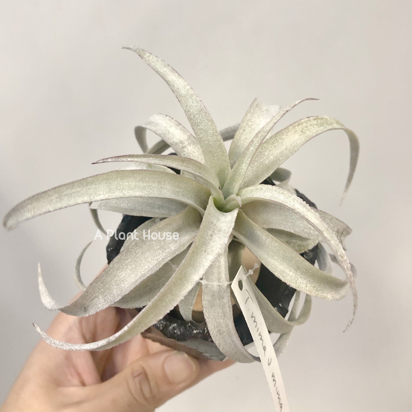 Tillandsia Mima V. Mima