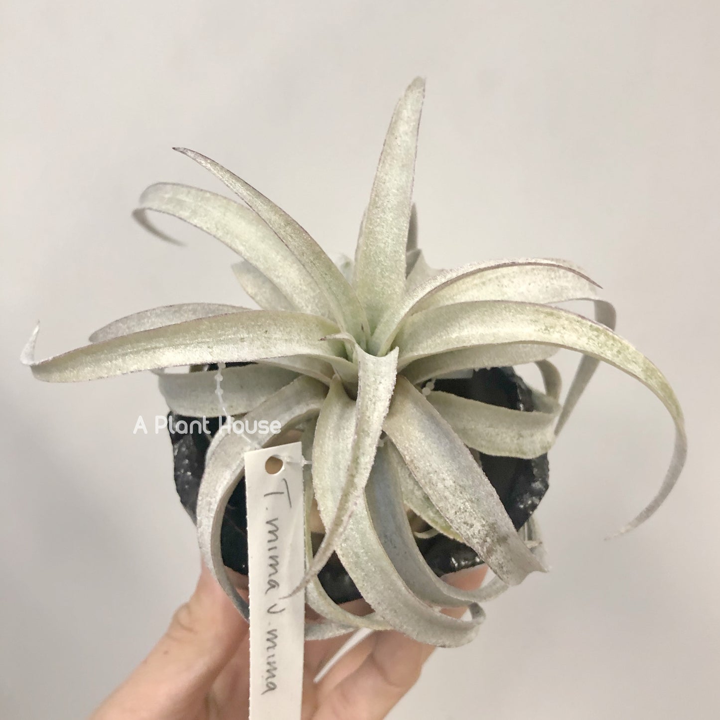 Tillandsia Mima V. Mima