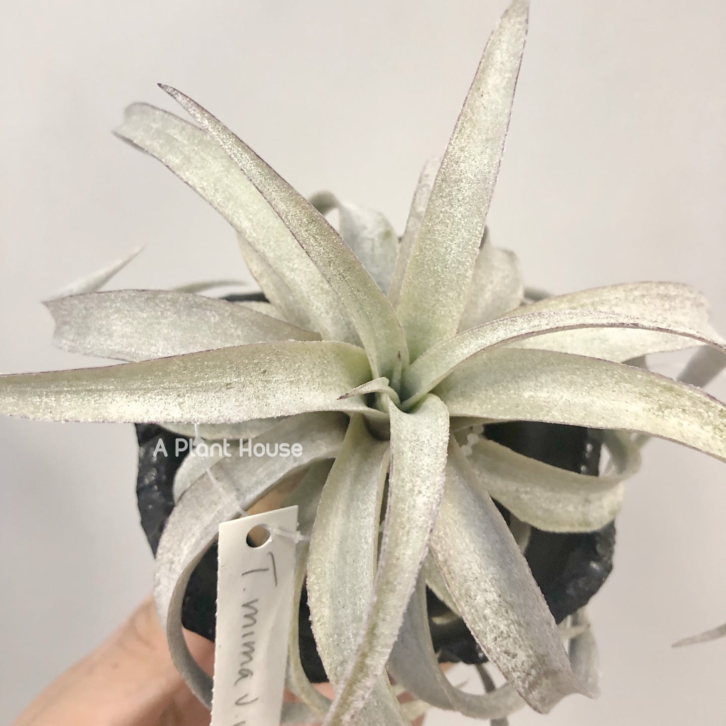 Tillandsia Mima V. Mima