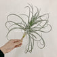 Tillandsia Lilac Spire