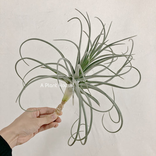 Tillandsia Lilac Spire