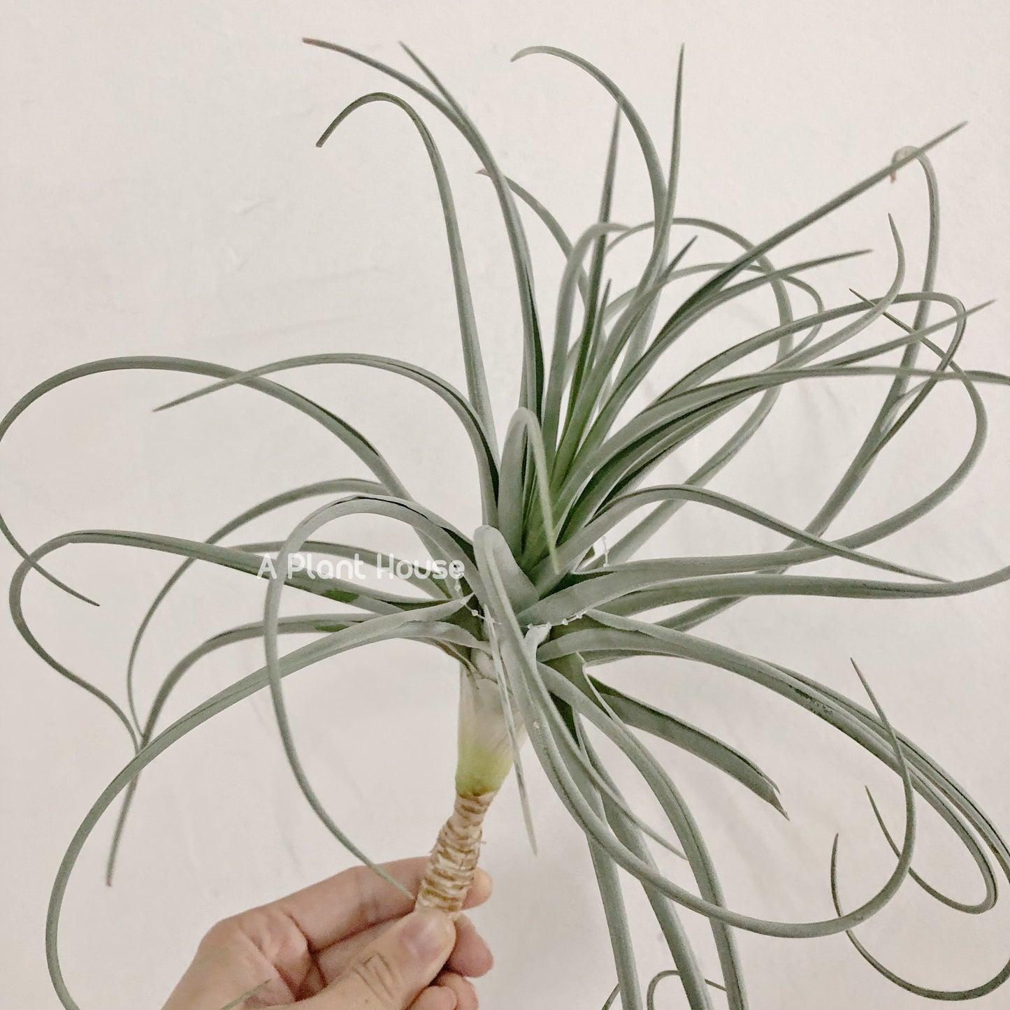 Tillandsia Lilac Spire