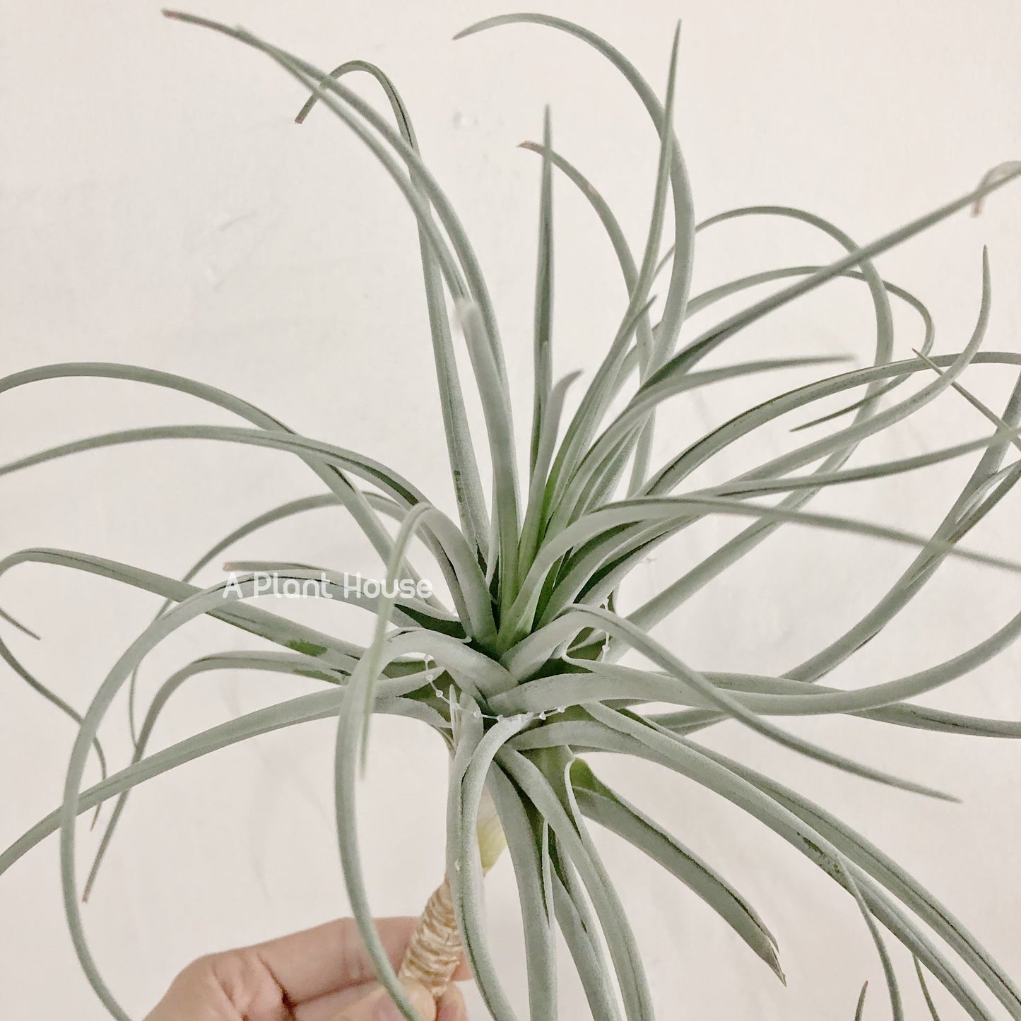 Tillandsia Lilac Spire