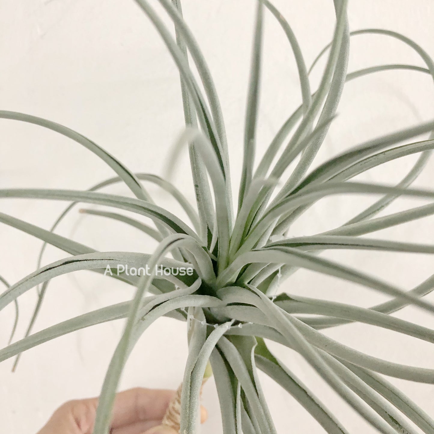 Tillandsia Lilac Spire