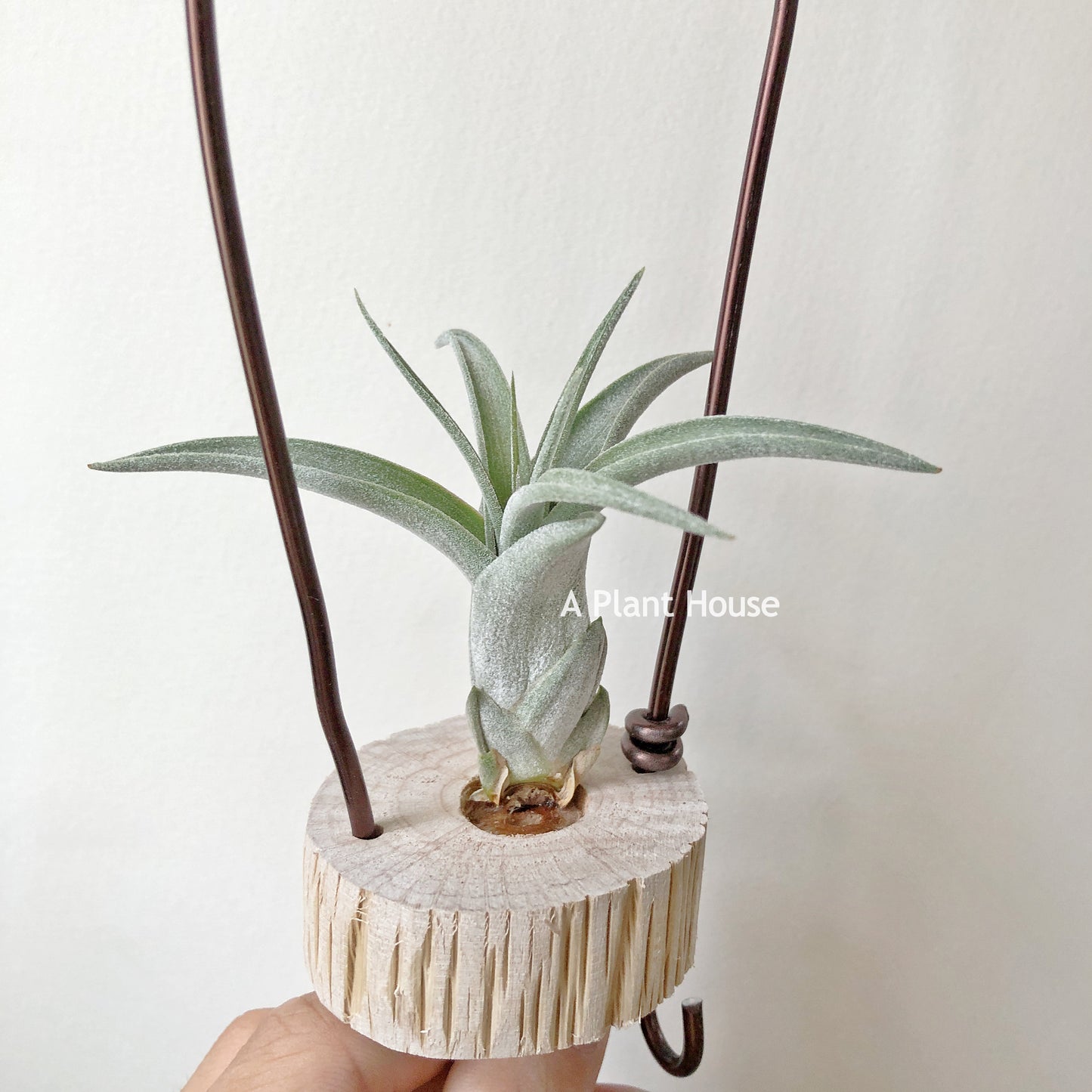 Tillandsia Streptophylla x Polita