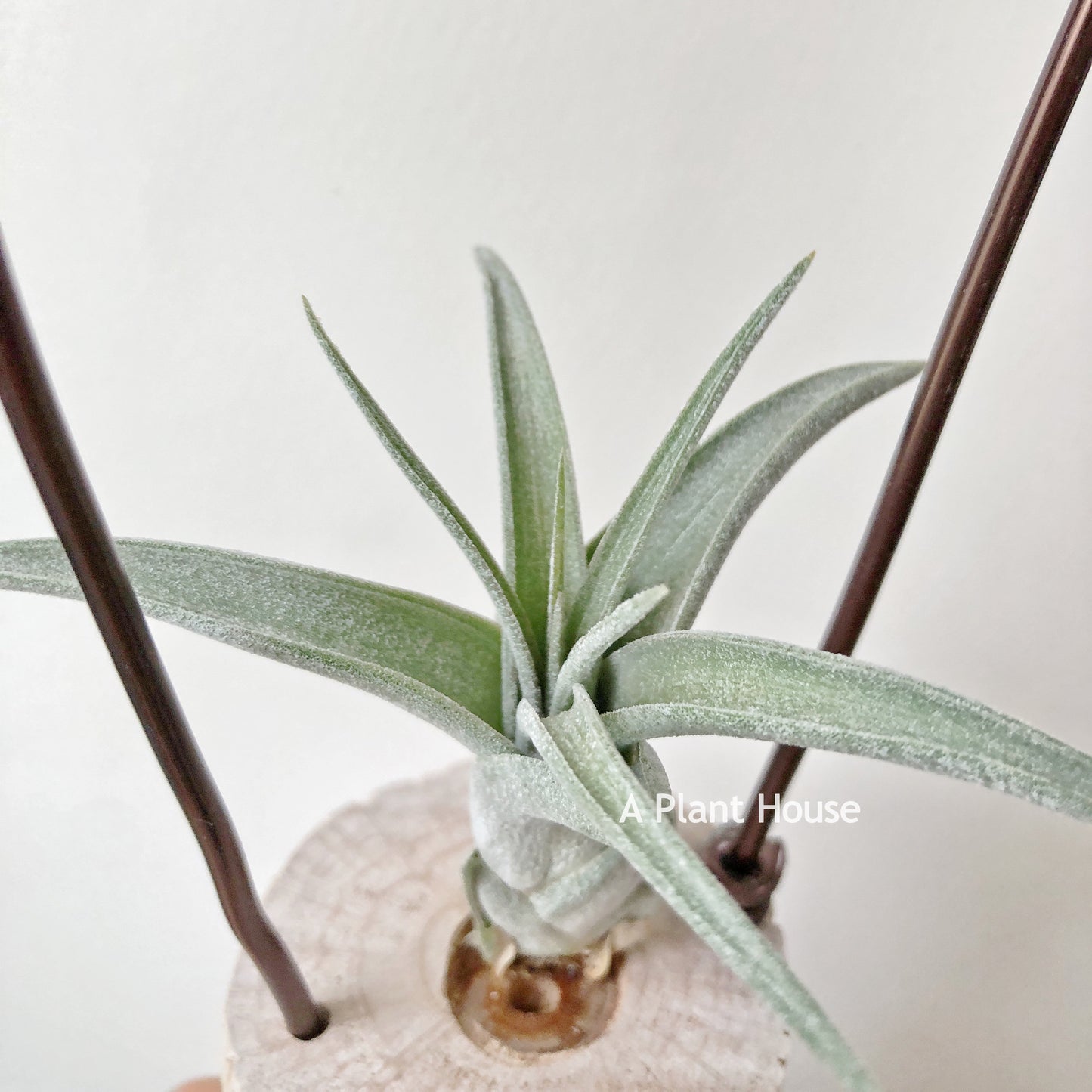 Tillandsia Streptophylla x Polita