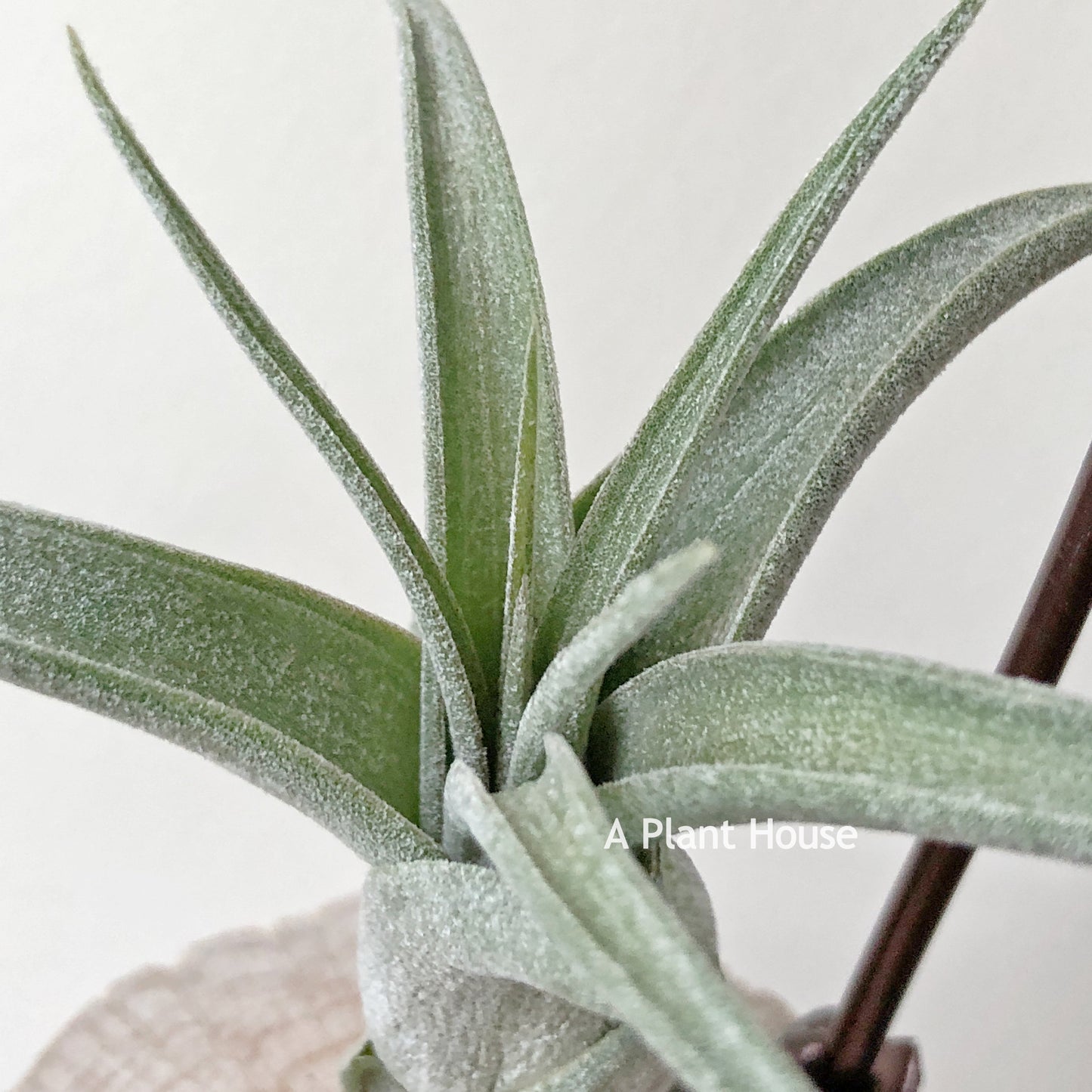 Tillandsia Streptophylla x Polita