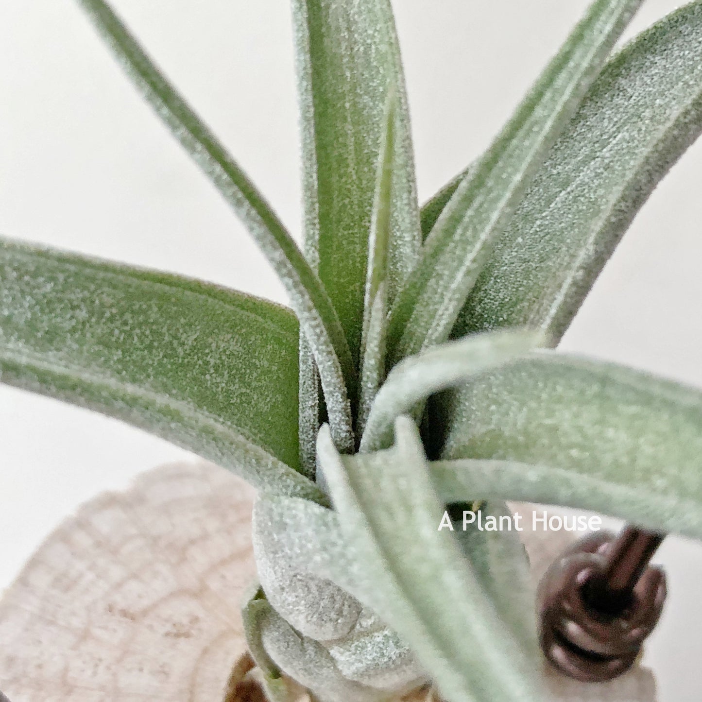 Tillandsia Streptophylla x Polita