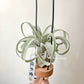 Tillandsia John Arden’s Hybrid No.5