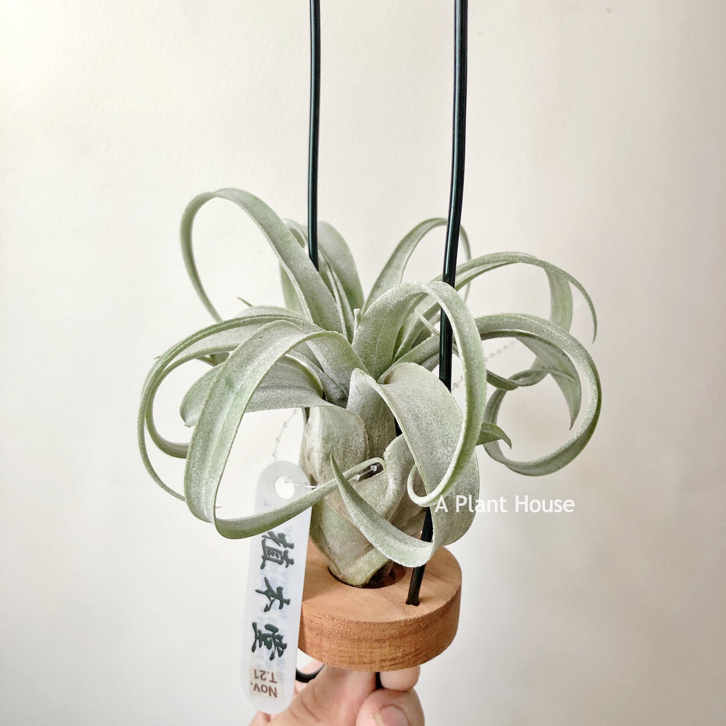 Tillandsia John Arden’s Hybrid No.5