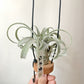 Tillandsia John Arden’s Hybrid No.5