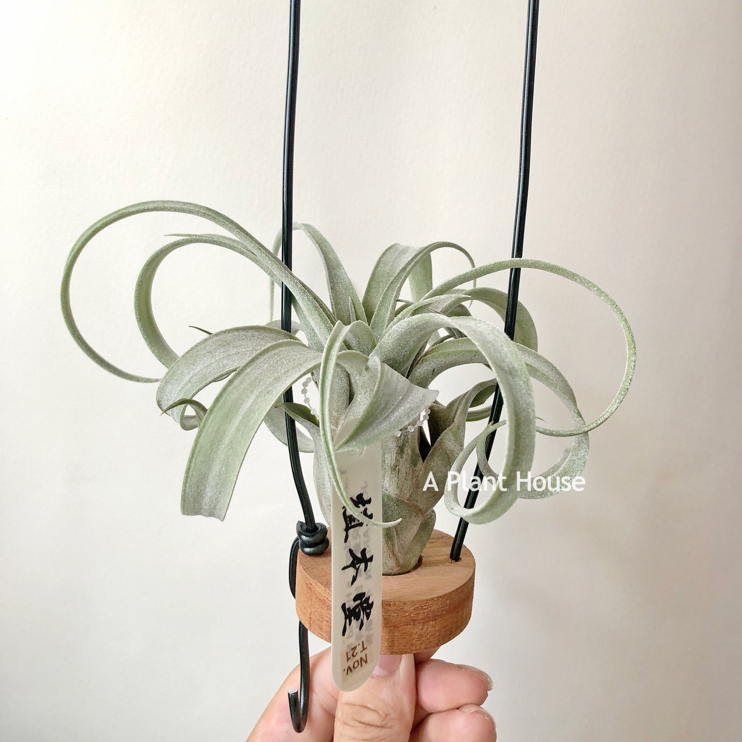 Tillandsia John Arden’s Hybrid No.5