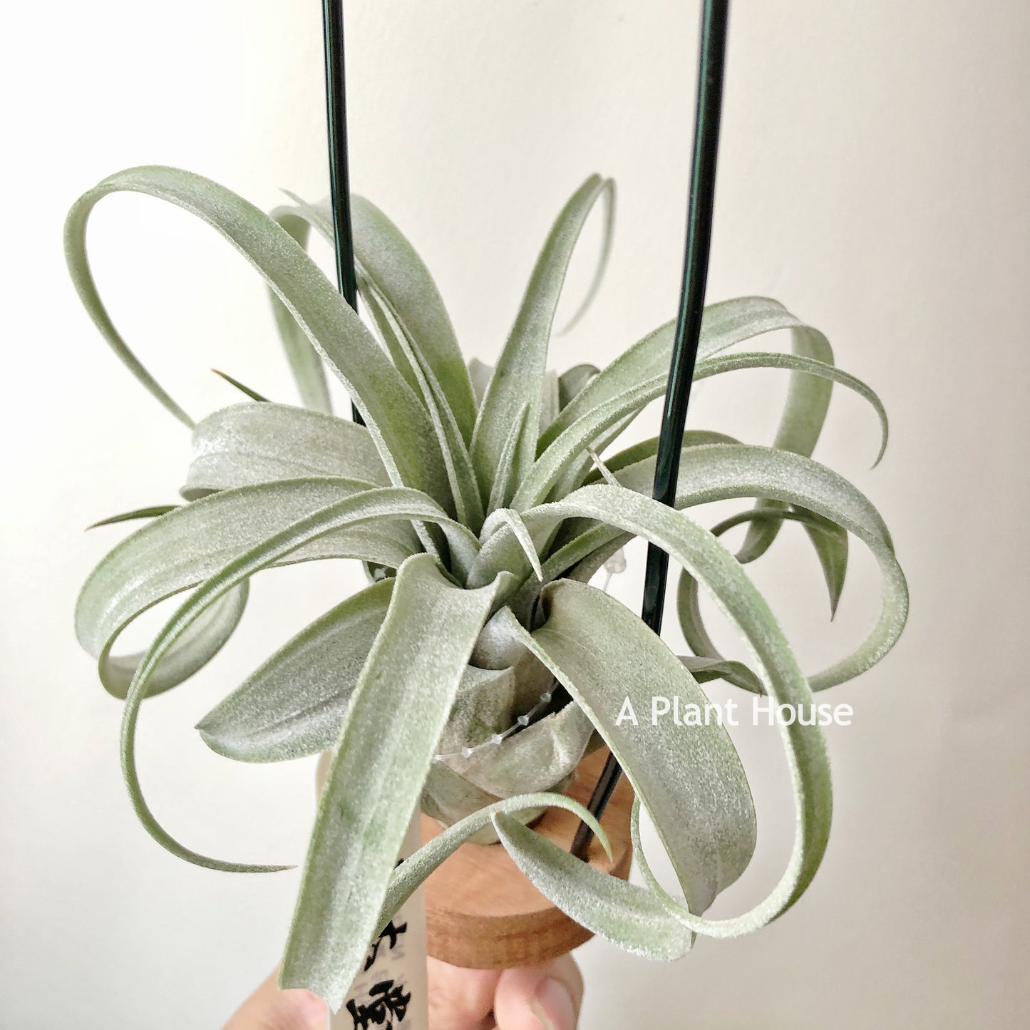 Tillandsia John Arden’s Hybrid No.5