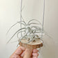 Tillandsia Ehlersiana