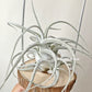 Tillandsia Ehlersiana