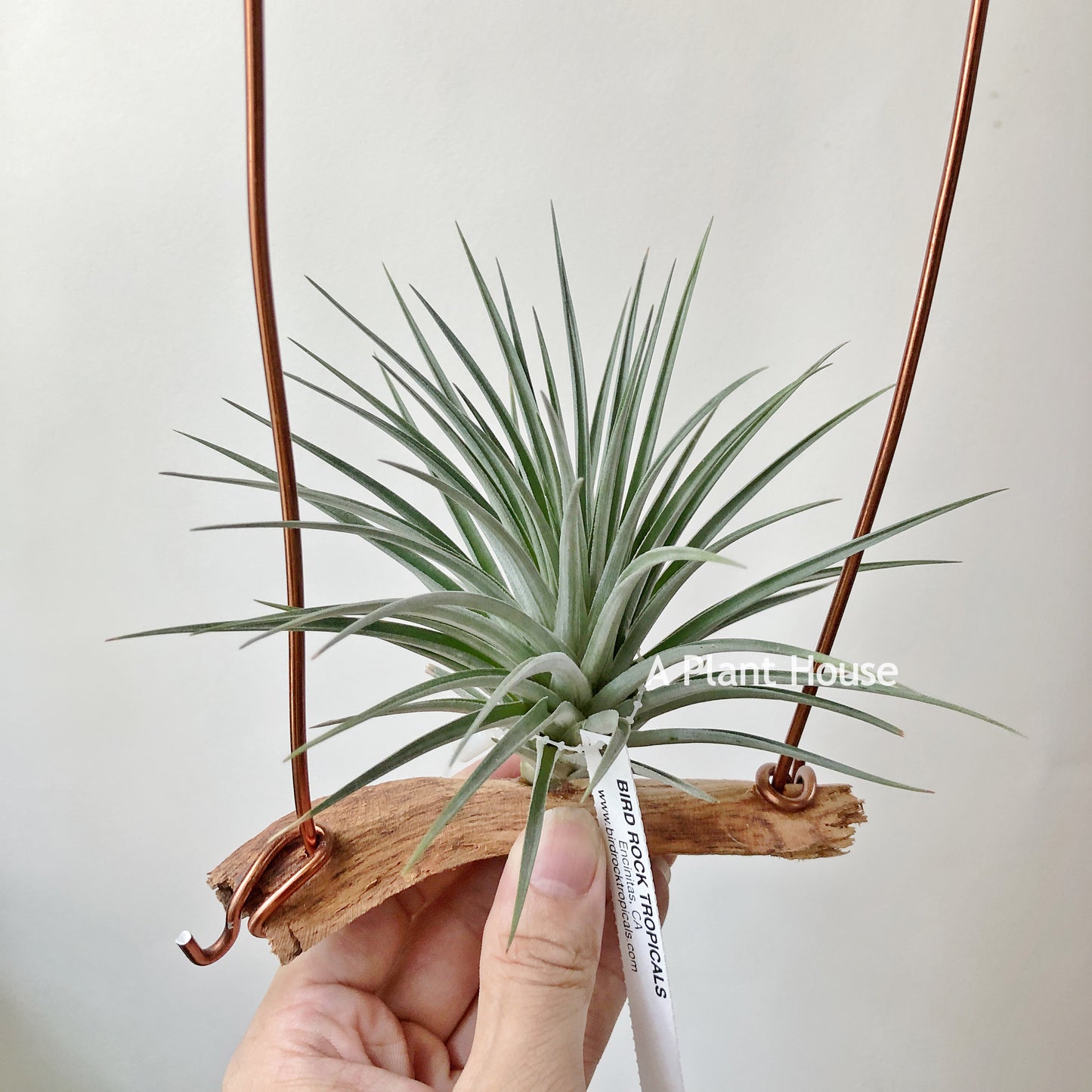 Tillandsia Vernicosa