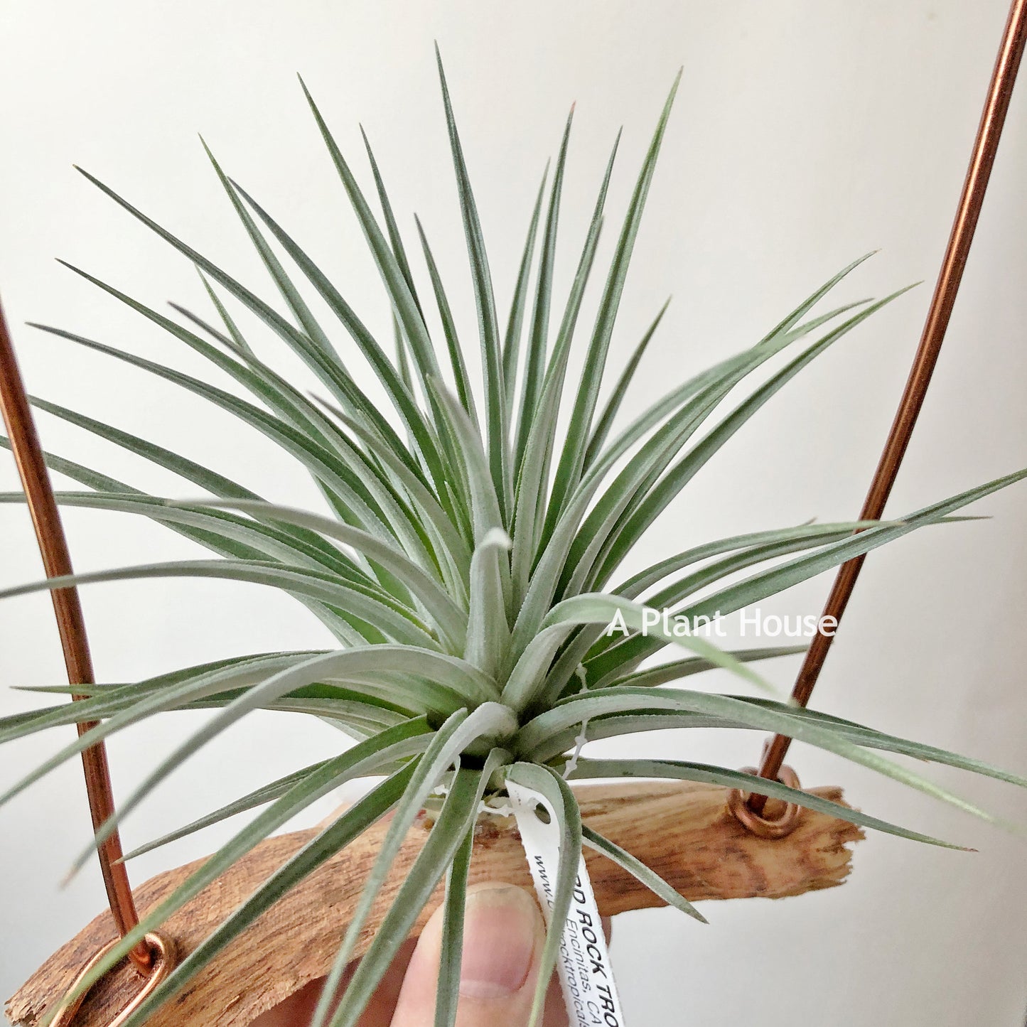 Tillandsia Vernicosa