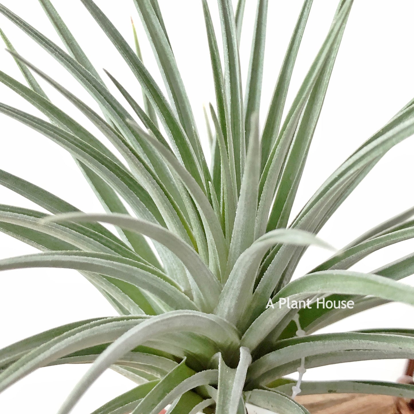 Tillandsia Vernicosa