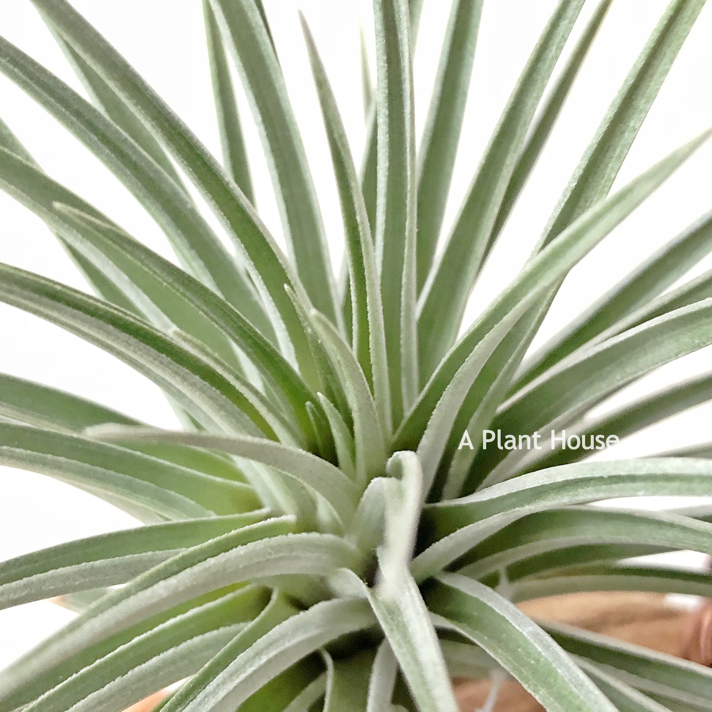 Tillandsia Vernicosa