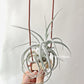 Tillandsia Ehlersiana