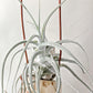 Tillandsia Ehlersiana