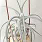 Tillandsia Ehlersiana
